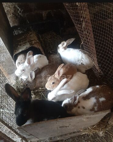 Dovşanlar: SALAM 14 DƏNƏDİ OPTOM ALANA ENDİRİM Erkeklerni kesen 3kq Biri 12den — 5