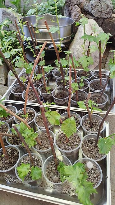 Виноград: Саженцы винограда. Пино, каберне, кишмыш, мцванни, ркацетелли — 2