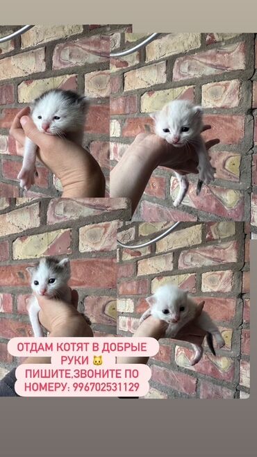 машинка для стришка баранов: Котята в добрые руки. Милые разноокрашенные малыши: белые и