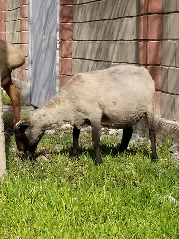 бараны кант: Продаю | Овца (самка) | Романовская