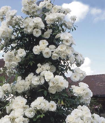 Роза: Саженцы — 19