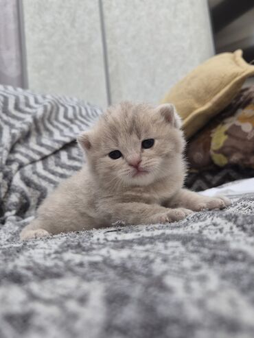 pisi: Şotland, Erkək, Dişi, Pulsuz çatdırılma