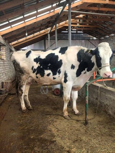 животные корова: Продаю | Корова (самка) | Голштин | Для молока | Отела не было