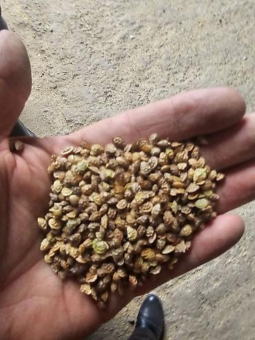 Семена льна: Семена люцерна,очищенный,магниченый,8летка Оптом и в розницу at lalafo.kg — 6 Семена льна: Семена люцерна,очищенный,магниченый,8летка Оптом и в розницу — 6