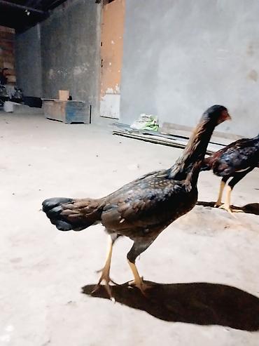australorp toyuqlari: Toyuq cücələri, Damazlıq — 5