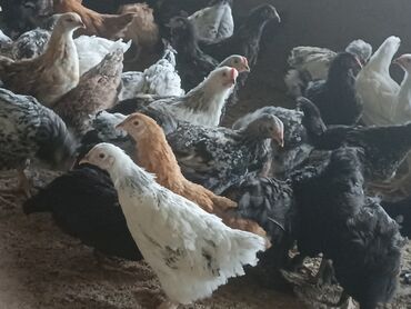 животное на у: Продаю цыплят 2 с половиной месяца