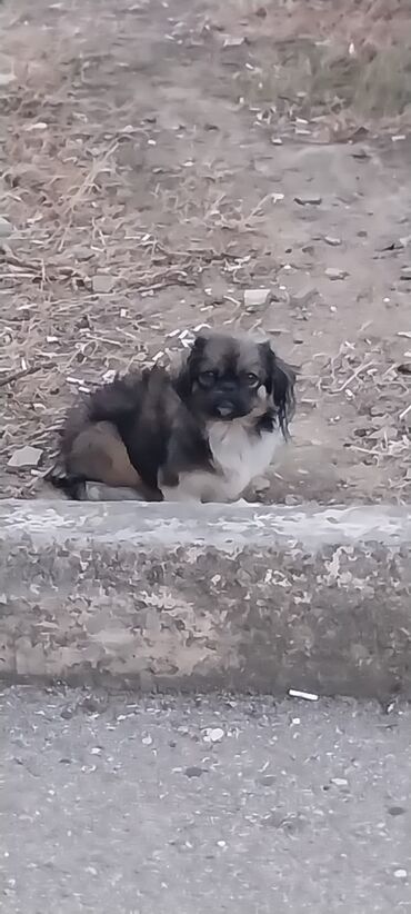 itlerin sekilleri: Pekines, 3 ay, Erkek, Ünvandan götürmə