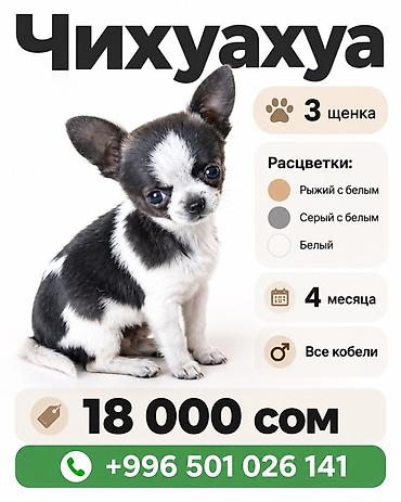Чихуахуа, 4 месяца, Самец at lalafo.kg Чихуахуа, 4 месяца, Самец