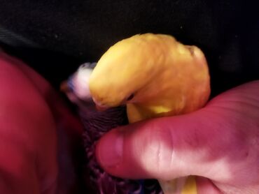 Tutuquşları: Məhəbbət quşları satilir cüt əl quslari bala verməyə meili təcili — 10