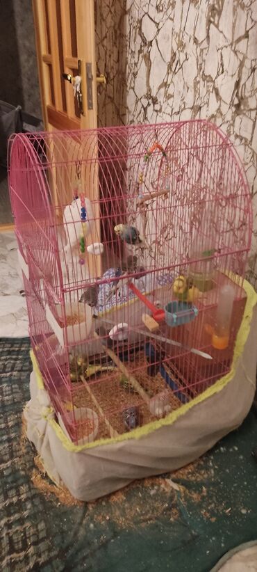 Tutuquşları: 17 ədəd tutu quşu əlavə yumurtlayin. qəfəsle birlikdə satılır 250 Azn