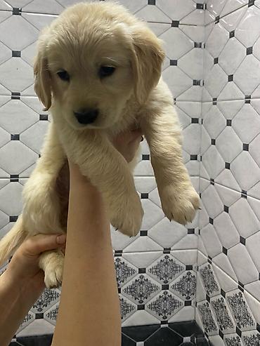 cau cau: Labrador-retriver, 2 ay, Dişi, Peyvəndli, Ünvandan götürmə, Ödənişli çatdırılma, Rayonlara çatdırılma — 1