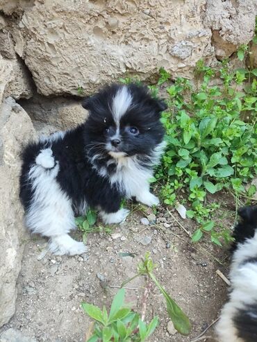 İtlər: Şpitz, 2 ay, Erkek, Peyvəndli, Pulsuz çatdırılma