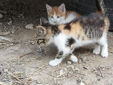 Отдам даром кошку: Котята - Возраст: примерно 2 месяца (родились 15 апреля). - Окрас: - at lalafo.kg — 4 Отдам даром кошку: Котята - Возраст: примерно 2 месяца (родились 15 апреля). - Окрас: - — 4