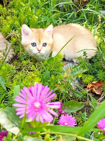 Продажа кошек: Шотландский котенок (скоттиш страйт ) девочка золотого окраса