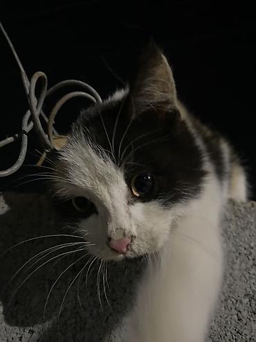 смесь для котят бишкек: Кошка даром: Беспородная, 3 месяца, Девочка — 2