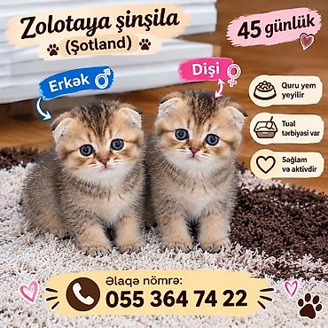 ucuz pişik: Qızıl şinşilla, Erkək — 2