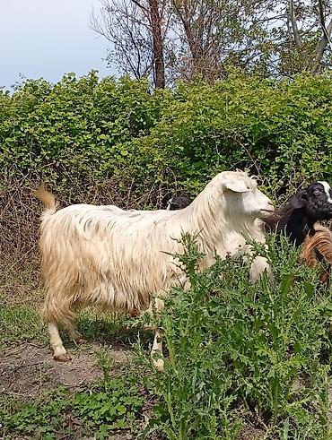 Keçilər, çəpişlər: Salam keçilər kom satılır.Cəmi 8 başdır. 1 ədəd hələbdən dönmə 1 — 6