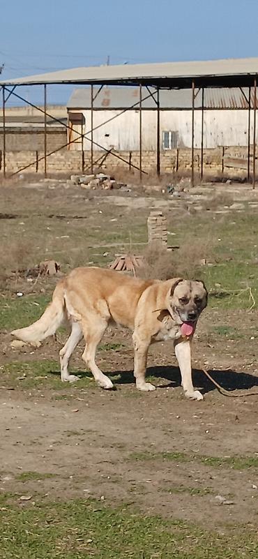 İtlər: Kanqal, 4 il, Erkek — 11