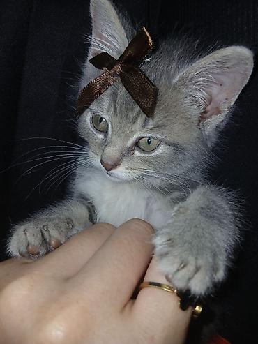 кошки серые: Дам хороший руки кота🐈‍⬛ — 1