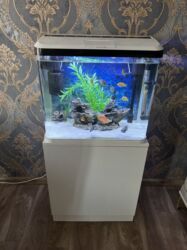 balig yemi: Zavod akvaryum Hamısı bır yerde verilir 2 eded filter isiq icindeki