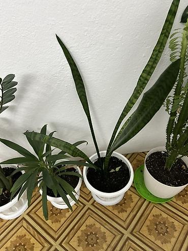 Антуриумдар: Комнатные растения в кашпо: 1) Антуриум (Anthurium andreanum) - — 10