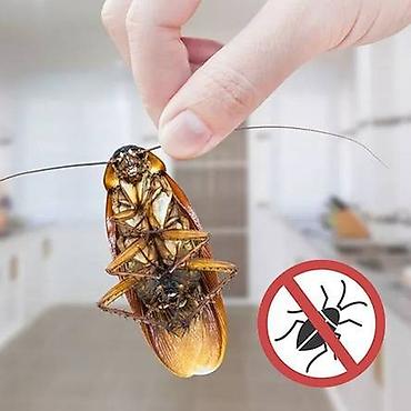 Дезинфекция, дезинсекция: Дезинфекция, дезинсекция, | Муравьи, Вирусы, микробы, Мыши и крысы, | Дома, Офисы, Подвал, погреб — 8