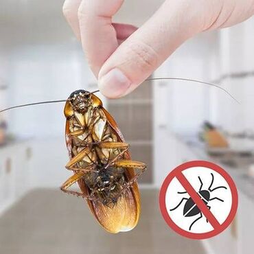 Дезинфекция, дезинсекция: ОсОО "ДЕЗМАСТЕР" . Производим качественную обработку холодным туманом — 6