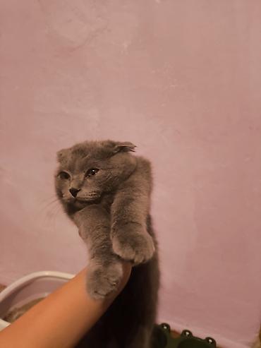 Шотландский вислоухий котёнок (Scottish Fold), окрас — сплошной серый