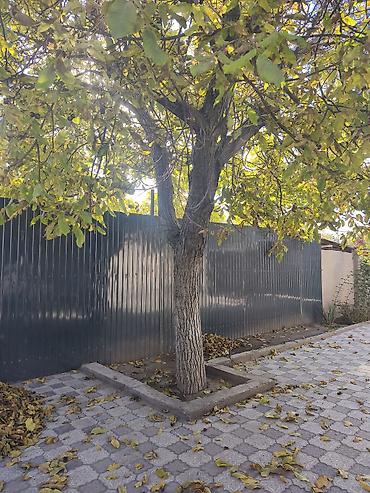 дробилка дров: Продаётся взрослый грецкий орех 🌳 Дерево продаётся на корню, под — 1