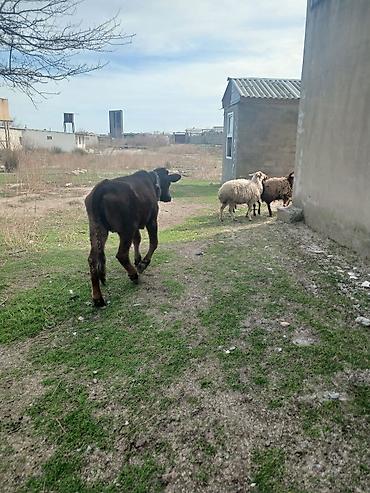 Dana, buzov: Diși göbəkli 7ayLlq disi danadlr. dananln anaslvə anaslnln anaslda — 19