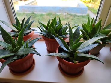 алоэ растение: 5ти летний АЛОЭ ВЕРА оригинальный натуральный пятнистый широколистный