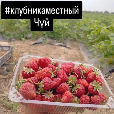 Клубника: Клубника — 6