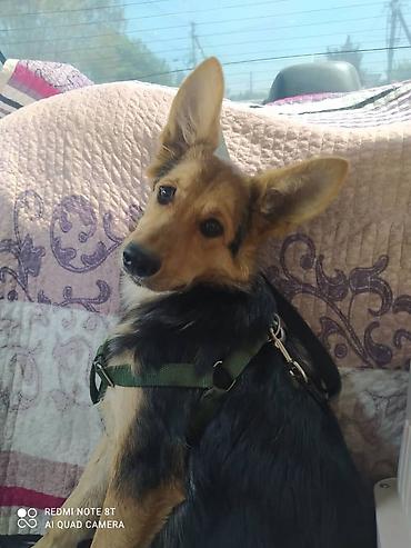 Продажа собак: 3 года, Самка — 12