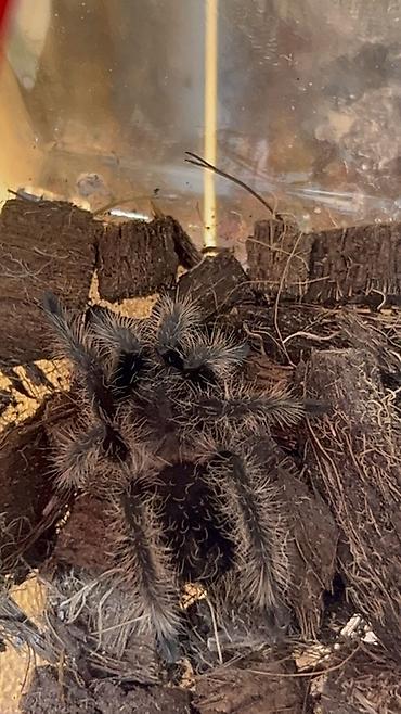 mal inək: Məhsul: Seçmə tarantula balaları (sling) Növlər: - Brachypelma vagans — 5