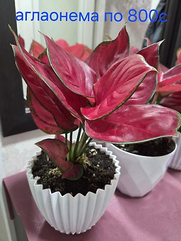 Декабристы: Декабристы (Schlumbergera) в горшках. - Окраска цветков: белая (на — 27