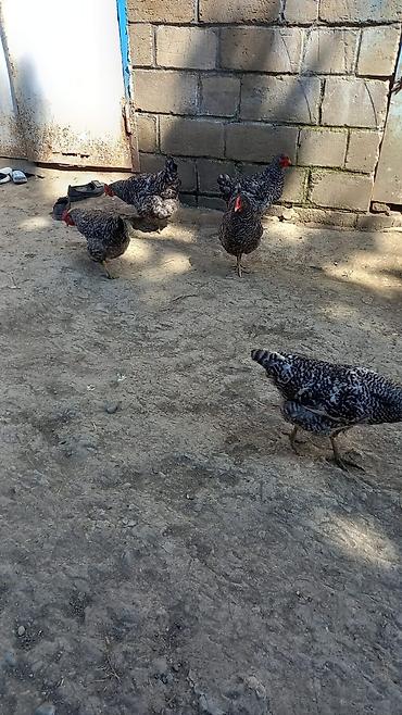 Cücələr: Salam herkese bayraminiz mubarek _xarkov qənbəri_ lider55_ sereblis _ — 3