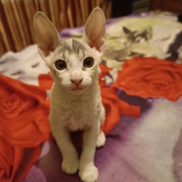 Продажа кошек: Донской сфинкс!продам чистокровного котенка донского сфинкса, девочка