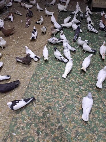 hamster yuvası: Məhsul: Zərif və müxtəlif rəng naxışlarında ev göyərçinləri Təsvir: -