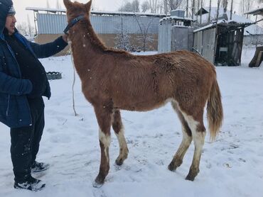 айгыр лошадь: Продаю | Жеребенок