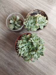 lancar bitkisi: Sukkulentlər dəsti - 3 fərqli saksıda sukkulent. - İki ədəd rozet