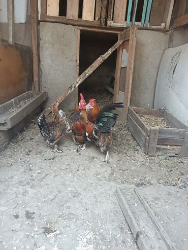 Akvarium aksessuar və ləvazimatları: Temiz cins yaponkalar satılır tek tek satılmır hamsi birlikdə 2 xoruz