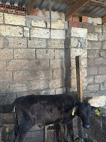 Inəklər, öküzlər: Satışa iri buynuzlu heyvanlar - Cins: qarışıq ətlik (fotoşəkillərdə — 8