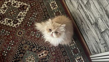 вислоухий сиамский кот: Персидская