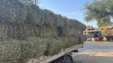 Сено в тюках 62 ш - Прессованное сено в прямоугольных тюках