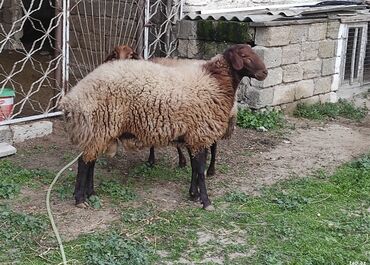 сколько стоит щенок акита ину: Qala Cinsiz damazlıq Erkek satılır 750 azn