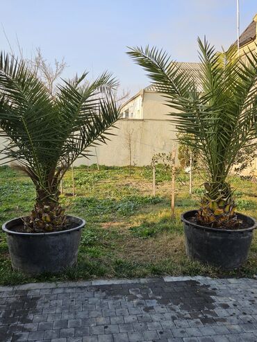 heserat yeyen bitkiler: Xurma agaclari 5-7 il