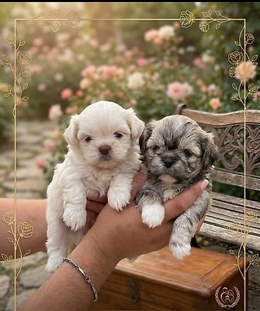 itler davasi: Pekines, 1 ay, Erkək, Peyvəndli, Ünvandan götürmə — 3