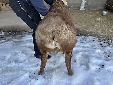 Баран, овца: Продаю | Баран (самец) | Арашан | Для разведения | Племенные, Осеменитель — 3