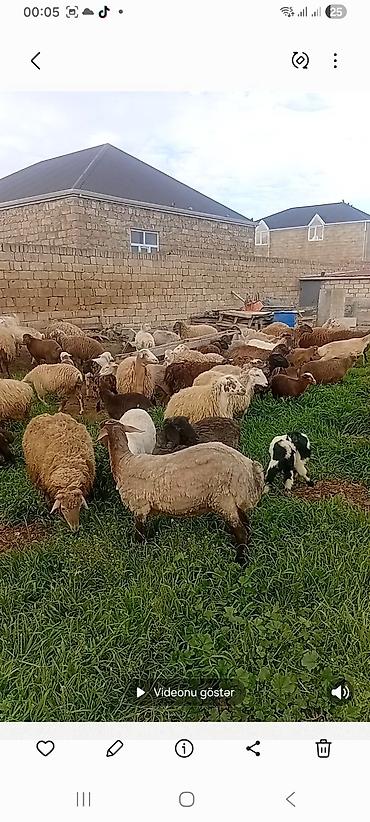 qoyun ana bala: Qoyun sürüsü – ətlik və damazlıq potensialı - Növ: Qarışıq yerli — 1