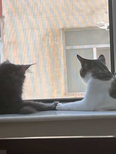 İtlər: Meyn-kun, Erkək, Dişi, Yaxşı əllərə